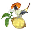 Idyllia Royal Flycatcher Idyllia Royal Flycatcher