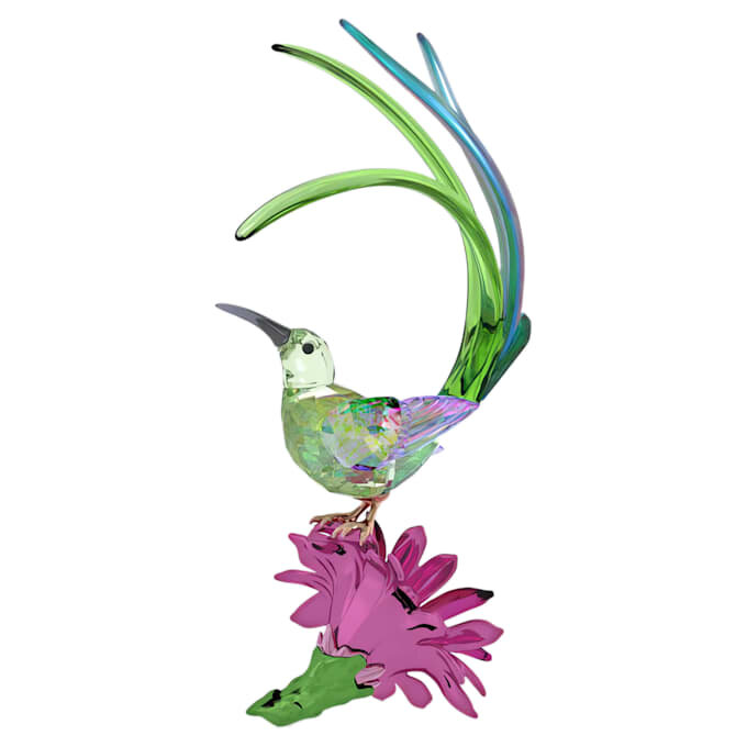 Idyllia Sugarbird and Cactus Flower Idyllia Sugarbird and Cactus Flower